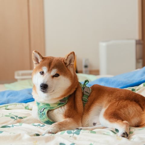 屋根、外壁のリフォーム中、ペットの安全を守るために アイキャッチ画像